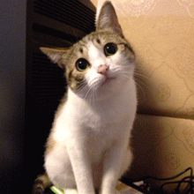 猫咪动图表情包