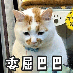 表情包喵星人说,可以偷走你的小心心吗