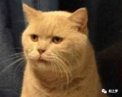 东游小剧场猫主子的傲娇日常