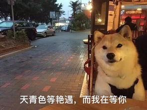 柴犬和哈士奇谁是表情包