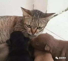 虎斑猫遭一群狗宝宝扑倒吸奶,眼神死喂...我是公的啊