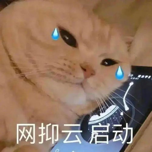 流浪橘猫被误认做金渐层而被收养,三个月后脖子带伤被弃养,橘猫而我,不配有家吗