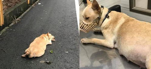 怀孕被丢的小黄狗瘫在公墓爬行,爱妈走近急坏它都快生了
