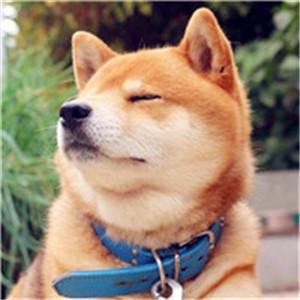 驯良乖巧宠物名字公英文名很爽朗可爱点