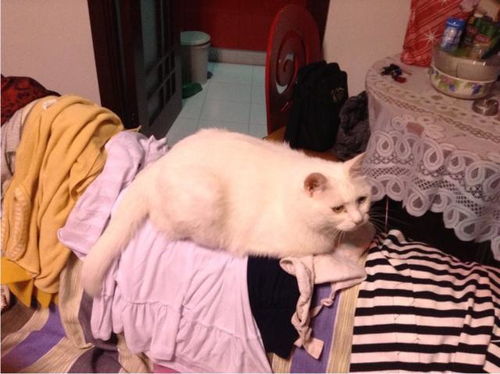 这届铲屎官不好带,让猫咪操碎了心