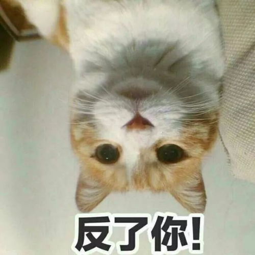 怼天怼地怼空气的喵星人也会被欺负
