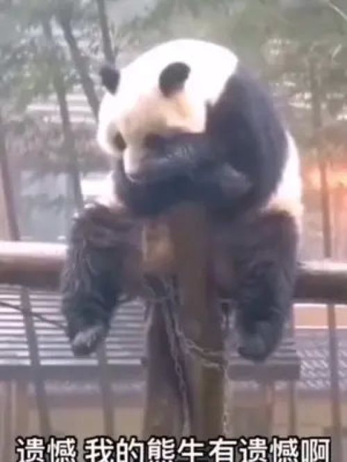 动物成精搞笑配音搞笑视频看一遍笑一遍