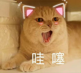 猫咪日常表情包猫咪日常