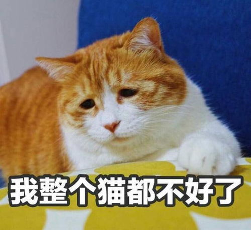 2020年所有假期都过去了,剩余时间都可以和爱宠度过了
