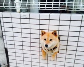 呆萌柴犬将要代替哈士奇,成为新一代网红萌宠