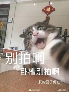 主人拍下逗猫时画面,第一张,我就直接喷饭了...