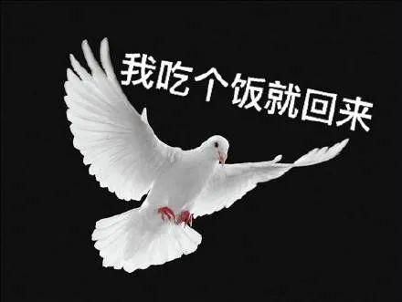 鸽子表情包第二弹,放别人鸽子真快乐,哈哈