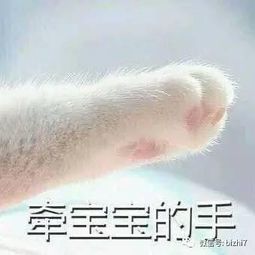 可爱猫咪表情包搞笑文字头像