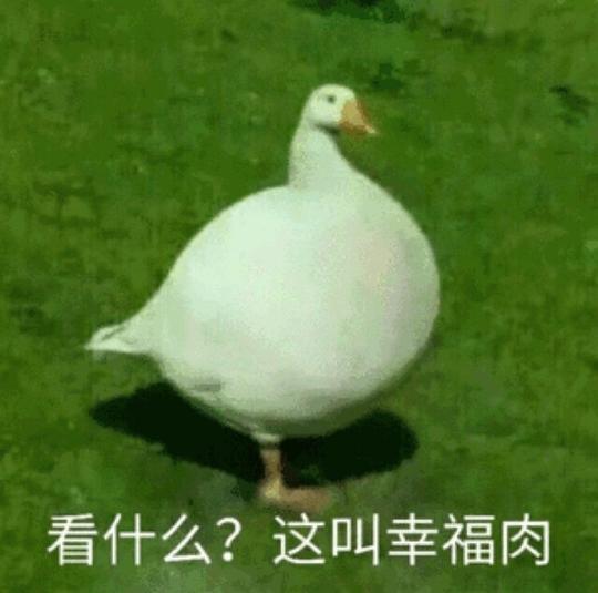 大路的相册动物表情包