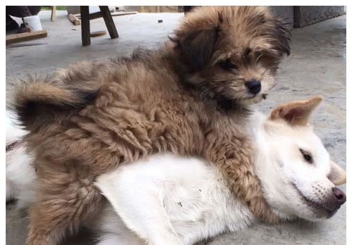 街头一只走失的流浪小狗狗,找到狗妈妈时,它开心的表情可爱极了