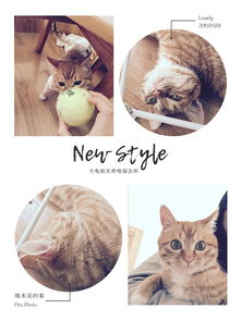微信猫猫表情包算命
