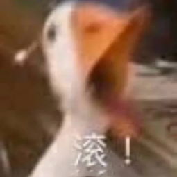 表情包丨聊天斗图必备,我原谅你