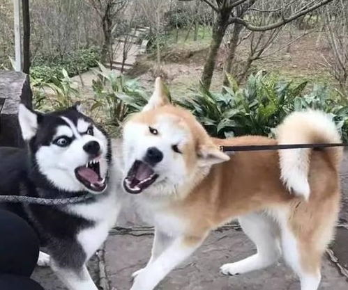 哈士奇跟柴犬干上了,一大波表情包正在袭来,笑死人啦