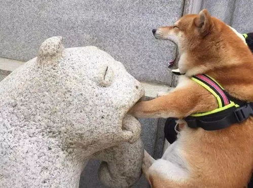 养了一只又蠢又是戏精的柴犬,每次带它出去都能给你惊喜