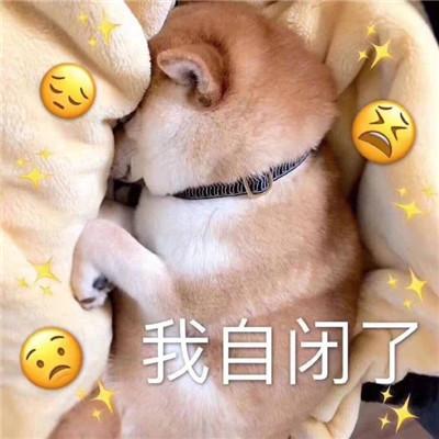 小柴犬可爱表情包是我暗示的还不够明显吗