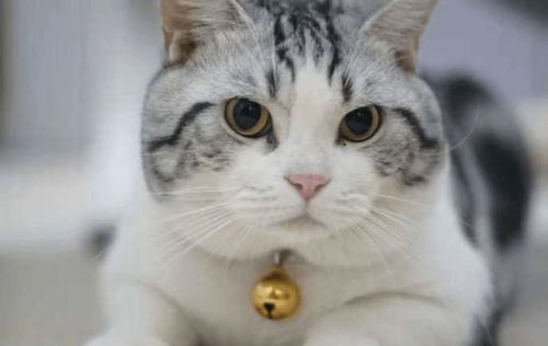 养猫每个月都要驱虫吗
