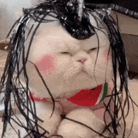 猫咪球球动图表情包