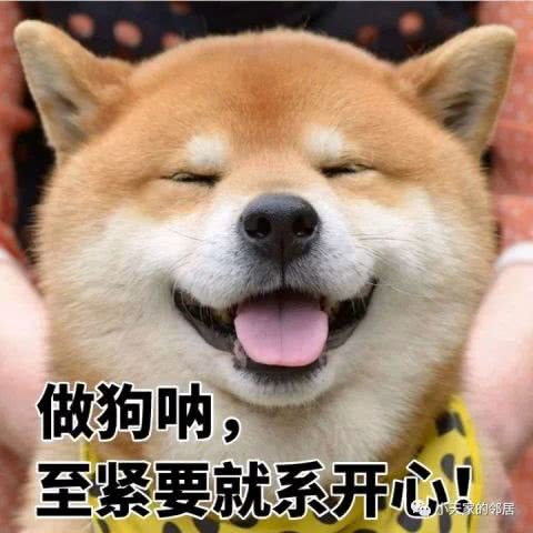 一波喵星人赶来,最新柴犬表情包萌翻你的小心脏
