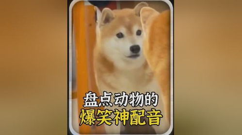 盘点动物的爆笑神配音,全程毫无违和感,太魔性了搞笑配音