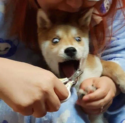 狗子不愿意剪指甲,小姐姐就想了这么一招,也是超机智了