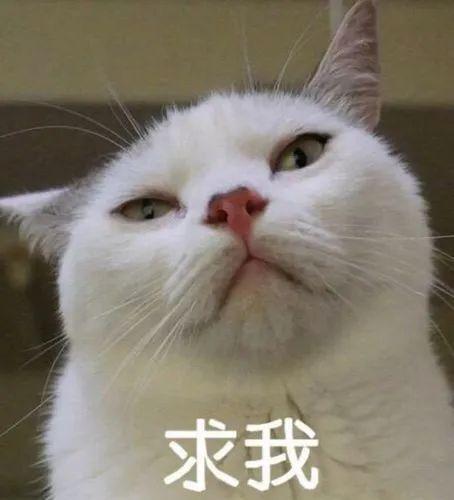 没有拖延症,效率100分的星座