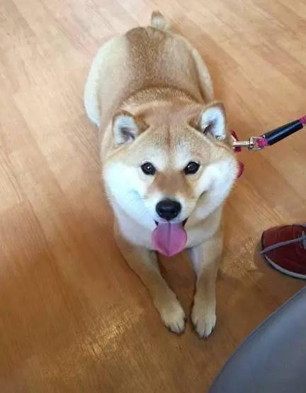 这是一只假装很淡定的柴犬没想到......
