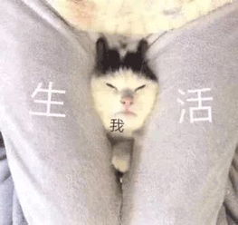 武汉当代青年防油腻指南