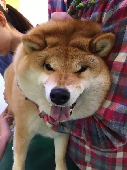 网友带柴犬去打针,结果它竟疼到鼻涕都流出来了....