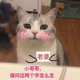 厉害了微信竟然也可以设置双头像