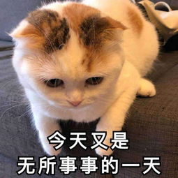 李姐笑话有啥不满意的你说话,咱别哭了行不