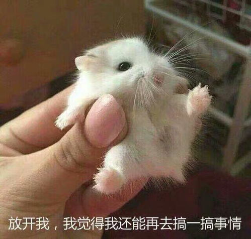 可爱仓鼠表情包风味人间