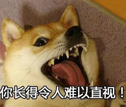 气死人,这狗不能要了同样是狗,确是狗和狗东西的差距