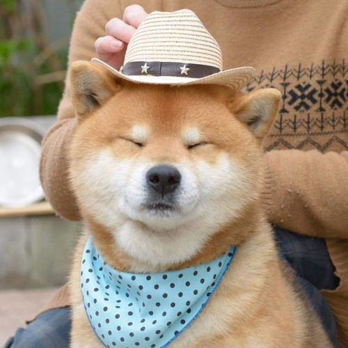 表情包比哈士奇还多,全世界都被这只柴犬圈粉