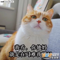 微信猫猫表情包表情