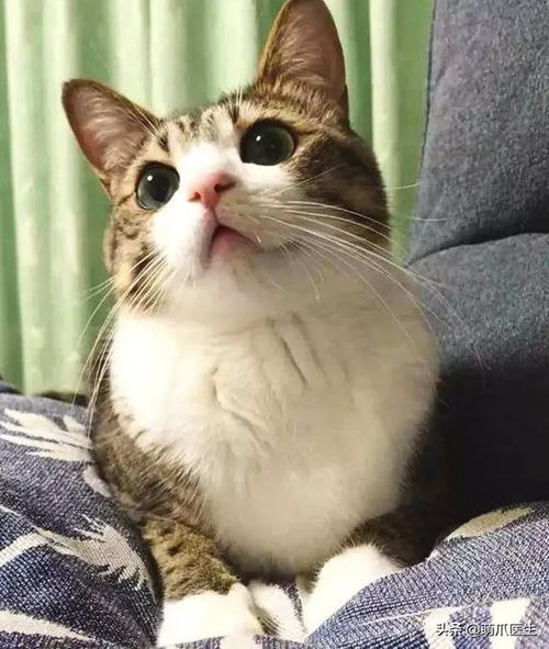 有只狸花猫当室友,是所有猫的噩梦