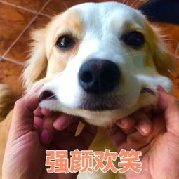 袁立怒怼王中军是骗子,王中军和雕塑家都出来回应打脸了