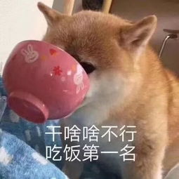 表情包新鲜出炉忘了他,我拉货养你