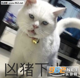 美容美发了解一下表情包事业金钱爱情合三为一表情包图片下载乐游网游戏下载