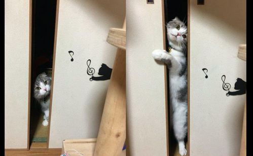主人开玩笑把猫关进衣橱里,它出来后表情好可怕今夜睡觉小心点