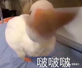 赵丽颖再被爆怀孕刘雯疑登维密偶像小鲜肉频频撞衫颜值均在线谁更胜一筹