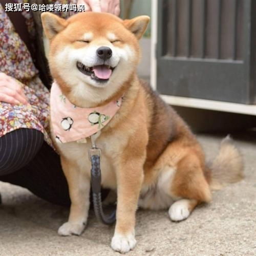 最戏精的狗狗之一柴犬,让人迷恋的绝不止微笑和表情包