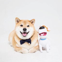 柴犬vs哈士奇,论养了只表情包是什么感觉