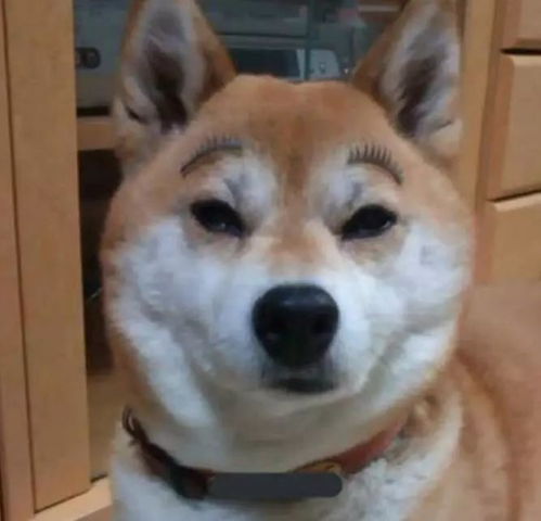 柴柴,一个脑回路清奇的宝宝,一看就不是什么正经狗