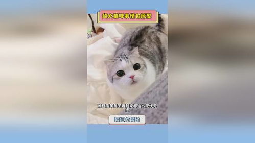 猫表情包最近很火原型