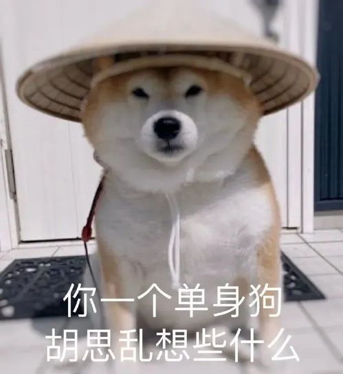 表情包动图表情包图片大全沙雕0716期